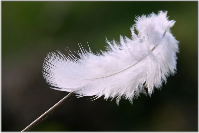 Plume: The Data, The Claims, and The Reality